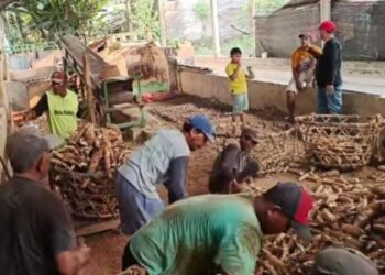 Petani ketela pohon di Kabupaten Pati harus menelan pahit lantaran harga jual turun drastis di musim panen. (Lingkarnews Network)