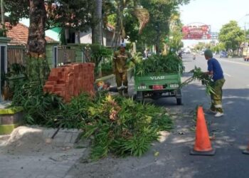 Petugas DLH Kota Pekalongan melakukan pemangkasan pohon rawan tumbang sebagai langkah antisipasi menghadapi cuaca ekstrem pada puncak musim penghujan. (Fahri Akbar/Lingkarjateng.id)