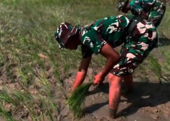 Salah satu personel Yonif TP 888 menanam padi di lahan sawah Kabupaten Rembang. (Vicky Rio/Lingkarjateng.id)