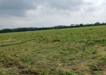 Tanaman padi di Kecamatan Kesesi, Kabupaten Pekalongan ambruk usai dihantam angin kencang, Senin, 12 Januari 2026. (DKPP Pekalongan/Lingkarjateng.id)