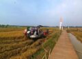 Batang Siapkan Lahan 1 Hektare Uji Coba Penanaman Padi Tahan Air Asin 27 ILUSTRASI: Pekerja menggunakan traktor melakukan panen perdana padi varietas Biosalin hasil kerja sama PT Perusahaan Gas Negara Tbk (PGN) dan Badan Riset dan Inovasi Nasional (BRIN) di wilayah pesisir utara Semarang, Jawa Tengah, Jumat, 25 April 2025. (Antara/Lingkarjateng.id)