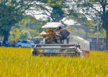 Tekan Alih Fungsi Lahan, Pemprov Jateng Bebaskan PBB Sawah Petani 30 Gubernur Jawa Tengah, Ahmad Luthfi, saat mengikuti panen raya padi. (Humas Pemprov Jateng/Lingkarjateng.id)