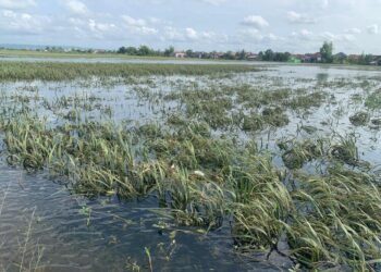 Banjir Sepekan, 30 Persen Lahan Pertanian di Kedung Banteng dan Wonorejo Demak Terancam Gagal Panen. Foto : M. Burhan/ Lingkar Jateng