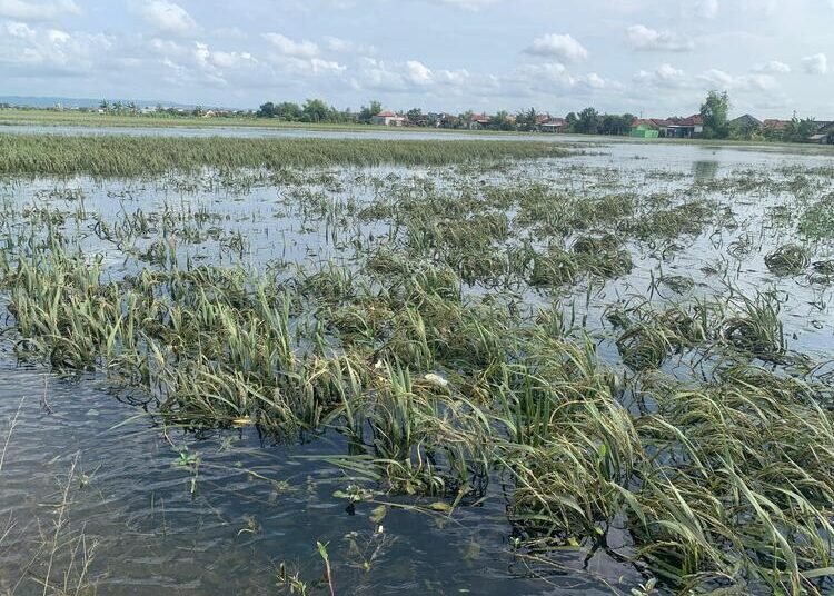 Derita Petani di Demak Sepekan Areal Persawahan Terendam Banjir, Terancam Gagal Panen 25 Banjir Sepekan, 30 Persen Lahan Pertanian di Kedung Banteng dan Wonorejo Demak Terancam Gagal Panen. Foto : M. Burhan/ Lingkar Jateng