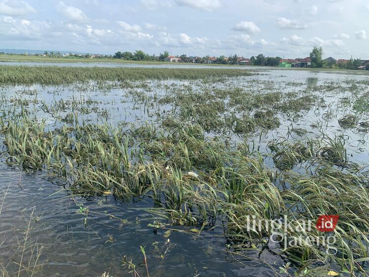 Derita Petani di Demak Sepekan Areal Persawahan Terendam Banjir, Terancam Gagal Panen 25 Banjir Sepekan, 30 Persen Lahan Pertanian di Kedung Banteng dan Wonorejo Demak Terancam Gagal Panen. Foto : M. Burhan/ Lingkar Jateng