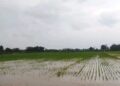 Kerugian Sektor Sawah Imbas Banjir Pati Capai Rp301 Miliar, Pemkab Ajukan Bantuan Pusat 29 Sawah di Kabupaten Pati terendam banjir. (Lingkarnews Network)