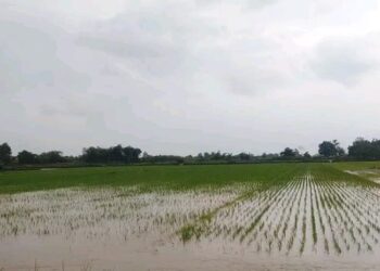 Sawah di Kabupaten Pati terendam banjir. (Lingkarnews Network)