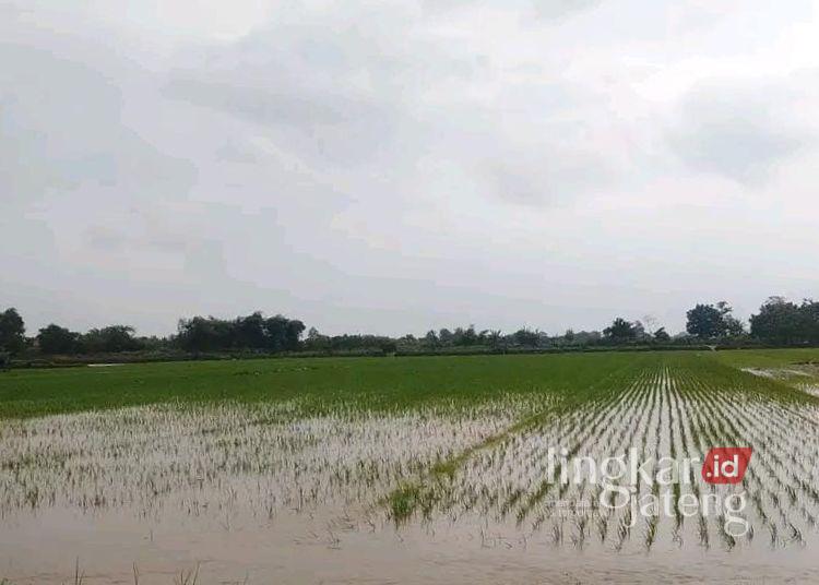 Kerugian Sektor Sawah Imbas Banjir Pati Capai Rp301 Miliar, Pemkab Ajukan Bantuan Pusat 25 Sawah di Kabupaten Pati terendam banjir. (Lingkarnews Network)