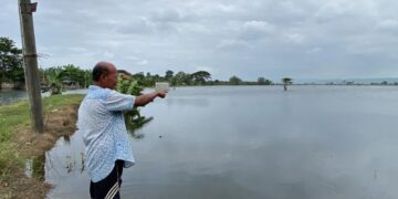 Warga Desa Karangrowo, Kecamatan Undaan, Kabupaten Kudus menunjukkan lahan sawah terendam banjir pada Jumat, 23 Januari 2026. (Fahtur Rohman/Lingkarjateng.id)