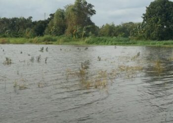 POTRET: Lahan sawah di Jawa Tengah terendam banjir pada Januari 2026. (Humas Pemprov Jateng)