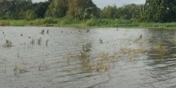 POTRET: Lahan sawah di Jawa Tengah terendam banjir pada Januari 2026. (Humas Pemprov Jateng)