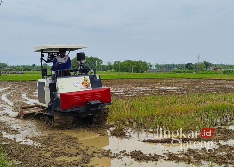 Produksi Padi di Rembang Tahun 2025 Surplus hingga 30 Bulan 25 ILUSTRASI: Petani mengoperasikan mesin pertanian modern di Rembang. (Vicky Rio/Lingkarjateng.id)