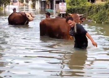 Warga Desa Bumirejo, Kecamatan Juwana, Kabupaten Pati mengevakuasi sapi dari banjir, Jumat, 23 Januari 2026. (Lingkarnews Network)