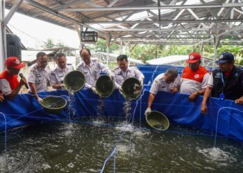 Wali Kota Salatiga Robby Hernawan saat menebar lele di kolam budidaya ikan tematik Koperasi Kelurahan Merah Putih (KKMP) Kauman Kidul, Kecamatan Sidorejo, Rabu, 21 Januari 2026. (Dok. Prokompim Setda Salatiga/Lingkarjateng.id)
