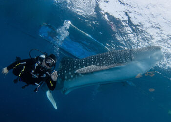 Wisata Hiu Paus Botubarani (Dinas Pariwisata Gorontalo)