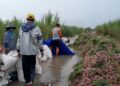Ribuan Hektare Sawah Terendam Banjir, Pemprov Jateng Siapkan Asuransi untuk Petani 29 Petani bawang merah di Kabupaten Pati menyelamatkan hasil panen yang terendam banjir. (Lingkarnews Network)