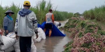 Petani bawang merah di Kabupaten Pati menyelamatkan hasil panen yang terendam banjir. (Lingkarnews Network)