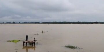 Pati Dikepung Banjir, 340 Hektare Lahan Pertanian Terancam Gagal Panen 4 Kondisi sawah di Desa Sidoarum, Kecamatan Jakenan Pati berubah menjadi lautan akibat curah hujan tinggi, Senin, 12 Januari 2026. (Lingkarnews Network)