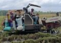 Hasil Panen Merosot 50 Persen Imbas Cuaca Ekstrem, Petani Blora Merugi 36 Petani mulai memanen padi yang sudah menguning menggunakan mesin Combi. Foto : Hanafi / Lingkar
