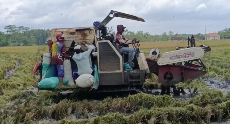 Hasil Panen Merosot 50 Persen Imbas Cuaca Ekstrem, Petani Blora Merugi 25 Petani mulai memanen padi yang sudah menguning menggunakan mesin Combi. Foto : Hanafi / Lingkar