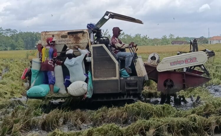 Petani mulai memanen padi yang sudah menguning menggunakan mesin Combi. Foto : Hanafi / Lingkar
