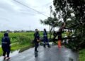 Bencana Hidrometeorologi, Puluhan Pohon Tumbang di Sejumlah Titik di Kendal 34 Petugas BPBD Kendal saat menangani pohon tumbang di Jalan Laut Kendal. Foto : Unggul/Lingkar Jateng