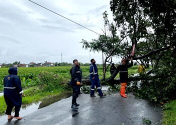 Bencana Hidrometeorologi, Puluhan Pohon Tumbang di Sejumlah Titik di Kendal