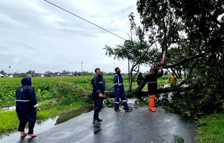 Bencana Hidrometeorologi, Puluhan Pohon Tumbang di Sejumlah Titik di Kendal 25 Petugas BPBD Kendal saat menangani pohon tumbang di Jalan Laut Kendal. Foto : Unggul/Lingkar Jateng