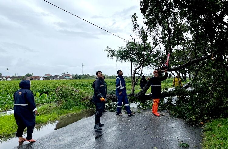 Petugas BPBD Kendal saat menangani pohon tumbang di Jalan Laut Kendal. Foto : Unggul/Lingkar Jateng