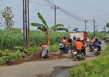 Protes Jalan Rusak 6 Tahun, Warga Wonorejo Pati Tanam Pohon Pisang