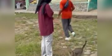 Potongan video yang memperlihatkan aksi tidak terpuji oknum menendang kucing. (Dok. Pribadi/Lingkarjateng.id)