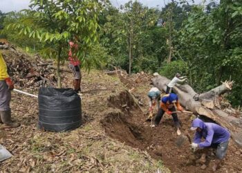 Anggota DPRD Pati Dorong Pengembangan Sentra Durian Gunungwungkal