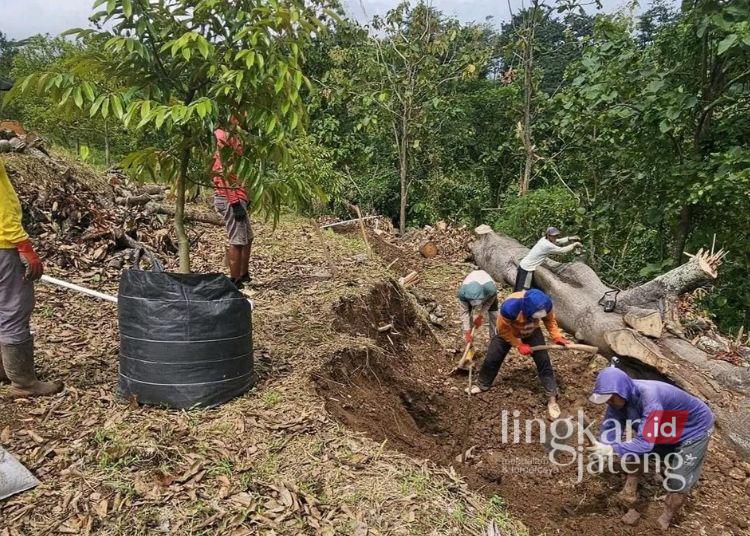 Anggota DPRD Pati Dorong Pengembangan Sentra Durian Gunungwungkal 25 Penanaman pohon durian di Kecamatan Gunungwungkal, Pati. (Dok. Lingkarjateng.id)