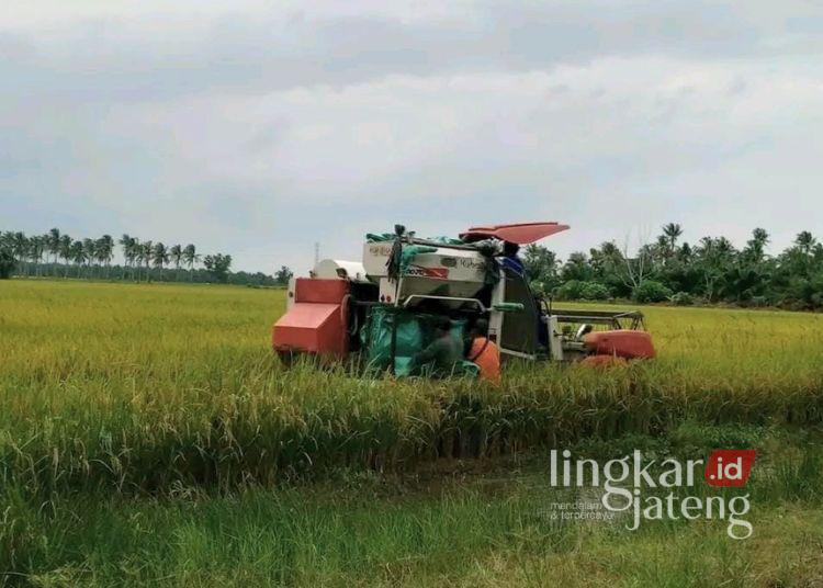Komisi B DPRD Pati Minta Program MBG Serap Hasil Panen Petani Lokal 25 Panen raya di Kabupaten Pati. (Lingkarjateng.id)