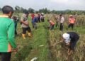Polres Salatiga bersama petani saat memburu tikus di sawah warga Tingkir Tengah, Kecamatan Tingkir, Kamis, 12 Februari 2026. (Angga Rosa/Lingkarjateng.id)