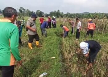 Polres Salatiga bersama petani saat memburu tikus di sawah warga Tingkir Tengah, Kecamatan Tingkir, Kamis, 12 Februari 2026. (Angga Rosa/Lingkarjateng.id)