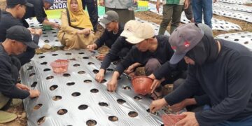 Kegiatan penanaman perdana bawang putih skema kawasan perbenihan tahun 2026 di Desa Purwosari, Kecamatan Sukorejo, Kabupaten Kendal pada Senin, 2 Maret 2026 sore. (Anik Kustiani/Lingkarjateng.id)