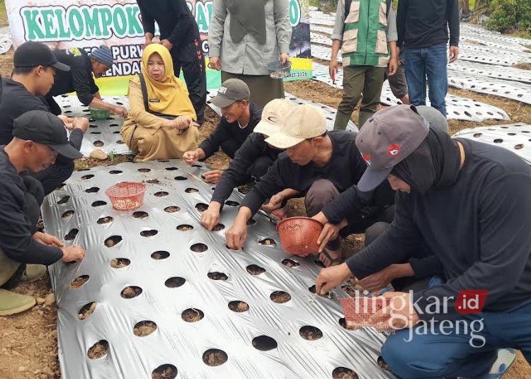 DPP Kendal Bina Petani Bawang Putih, Targetkan Produksi 1 Hektare 10 Ton 25 Kegiatan penanaman perdana bawang putih skema kawasan perbenihan tahun 2026 di Desa Purwosari, Kecamatan Sukorejo, Kabupaten Kendal pada Senin, 2 Maret 2026 sore. (Anik Kustiani/Lingkarjateng.id)