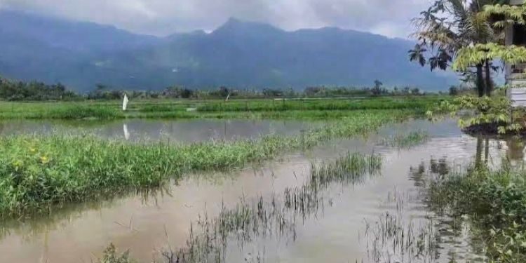 Banjir merendam lahan persawahan Desa Rowosari, Kecamatan Tuntang, Kabupaten Semarang pada Kamis, 26 Maret 2026. (Hesty Imaniar/Lingkarjateng.id)