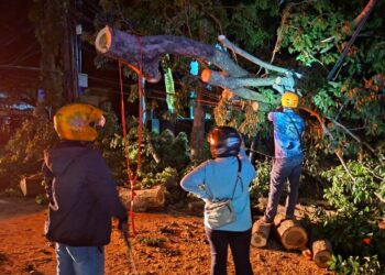 Angin Kencang Terjang Demak, 18 Pohon Tumbang dan Sejumlah Bangunan Rusak