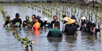 Sejumlah peserta ikut tanam bibit mangrove di kawasan pesisir Desa Mulyorejo, Kecamatan Tirto, Kabupaten Pekalongan, Senin, 30 Maret 2026. (Fahri Akbar/Lingkarjateng.id)