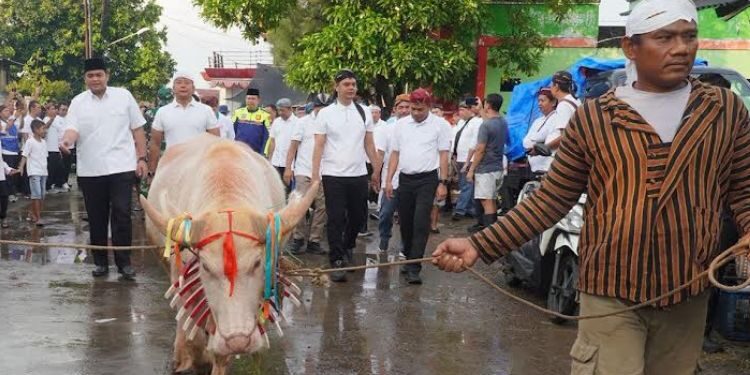Ribuan Warga Antusias Saksikan Kirab Kerbau Tradisi Lomban Jepara 2026
