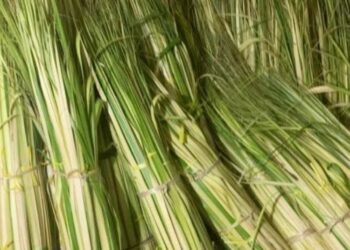 ILUSTRASI: Janur kuning. (Dok for Lingkarjateng.id)