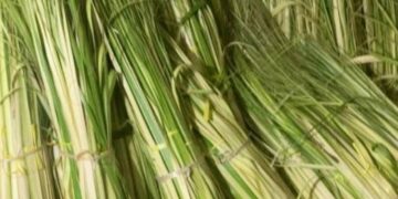 ILUSTRASI: Janur kuning. (Dok for Lingkarjateng.id)