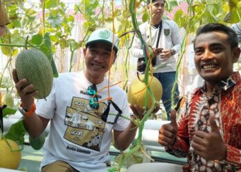 Wakil Bupati Kendal, Benny Karnadi (kiri), saat panen perdana melon premium di green house Bumdesma Mekar Jaya Desa Nolokerto, Kecamatan Kaliwungu pada Senin, 16 Maret 2026. (Anik Kustiani/Lingkarjateng.id)