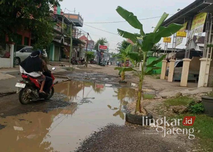 KPK Bakal Asistensi Pengadaan di Pati, Perbaikan Jalan Segera Dilanjut 25 Jalan berlubang di Pati ditanami pohon pisang sebagai bentuk protes menuntut perbaikan. (Lingkarjateng.id)