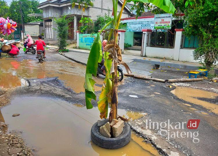 Jalan ke RSUD Kayen Pati Rusak Ditanami Pohon Pisang, Warga Tuntut Perbaikan 25 Pohon pisang ditanam di tengah jalan rusak menuju RSUD Kayen Pati, Senin, 30 Maret 2026. (Dok. for Lingkarjateng.id)