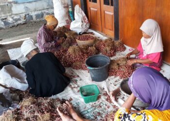 Penyortiran bawang merah di Kabupaten Kendal. (Anik Kustiani/Lingkarjateng.id)