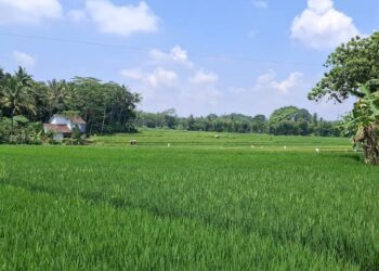 Dispertanikap Semarang Dorong Pengembangan Agroekosistem Pertanian Terintegrasi