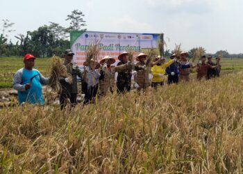 Panen padi perdana di Desa Tambaksari, Kecamatan Rowosari, Kabupaten Kendal, Senin, 6 April 2026. (Anik Kustiani/Lingkarjateng.id)